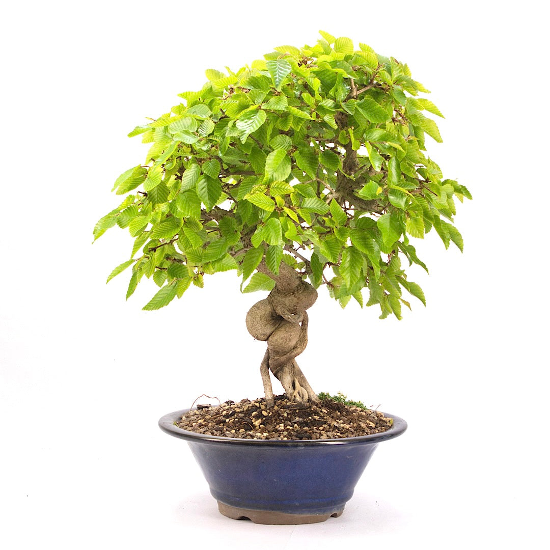 Koreanische Hainbuche ‚Carpinus turczaninowi‘